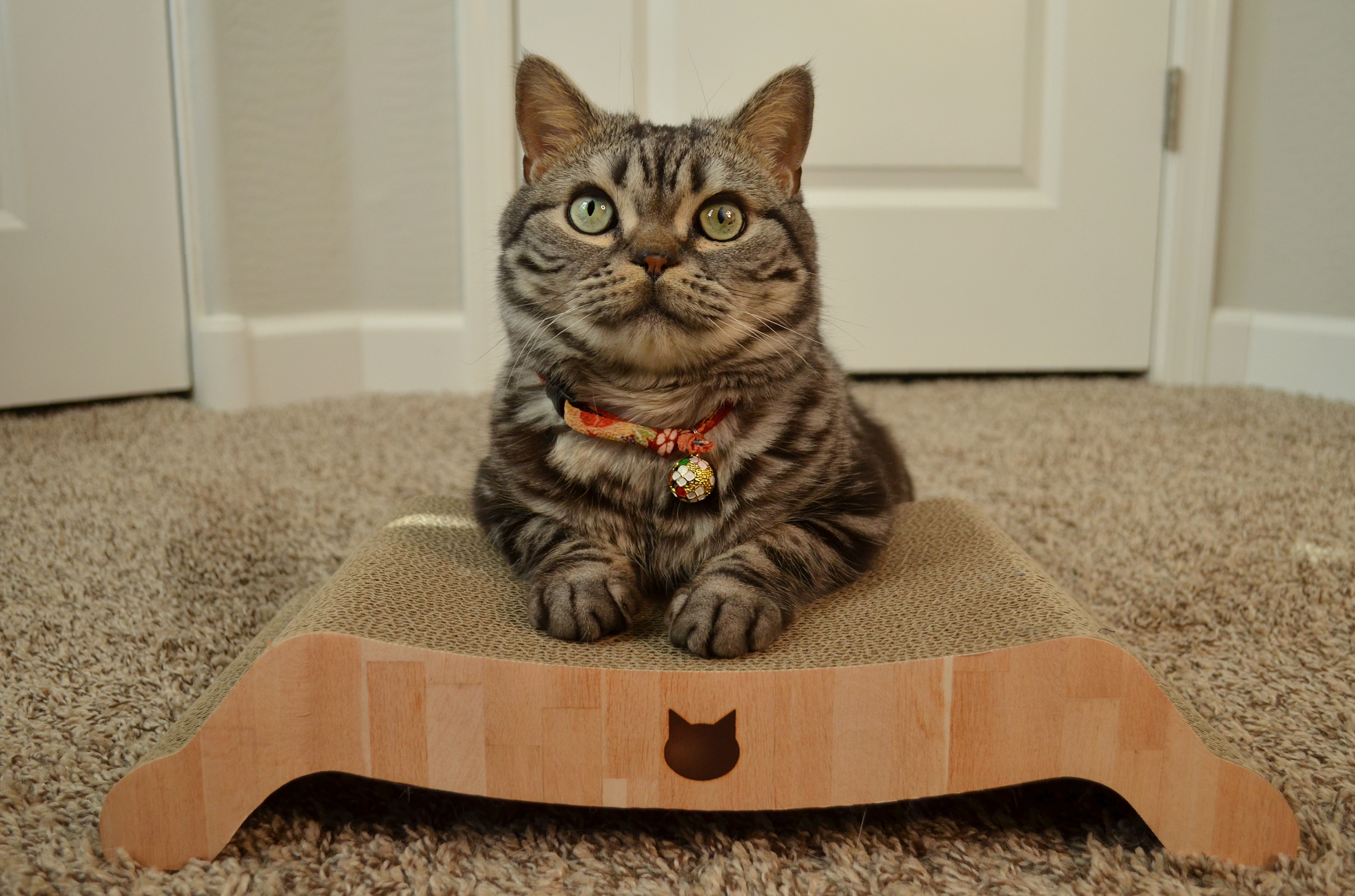 Cozy Cat Scratcher Bowl