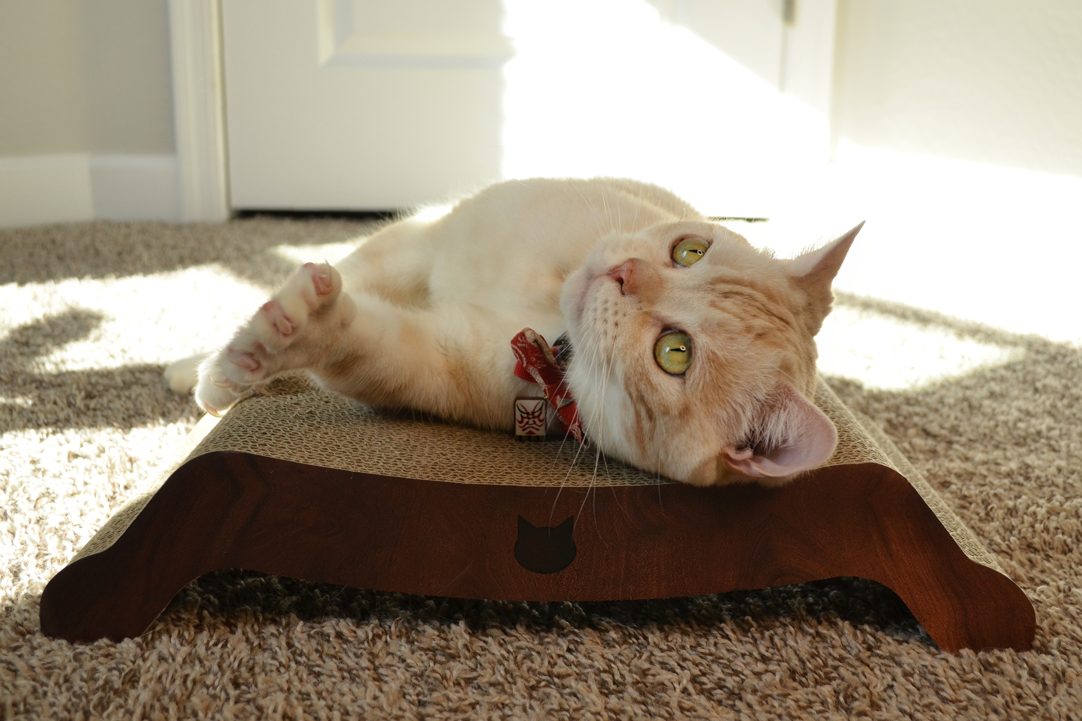 Cozy Cat Scratcher Bowl