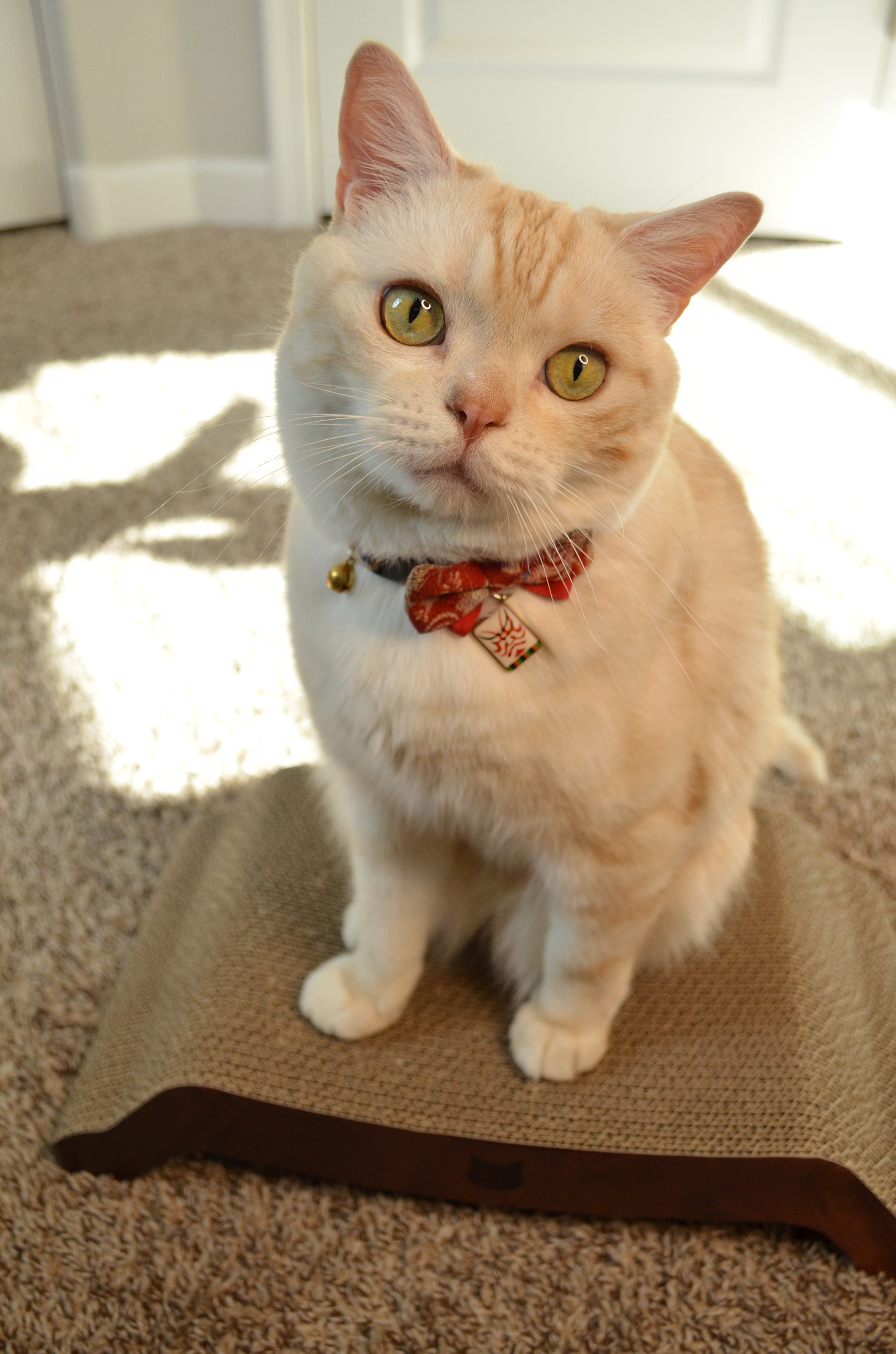 Cozy Cat Scratcher Bowl