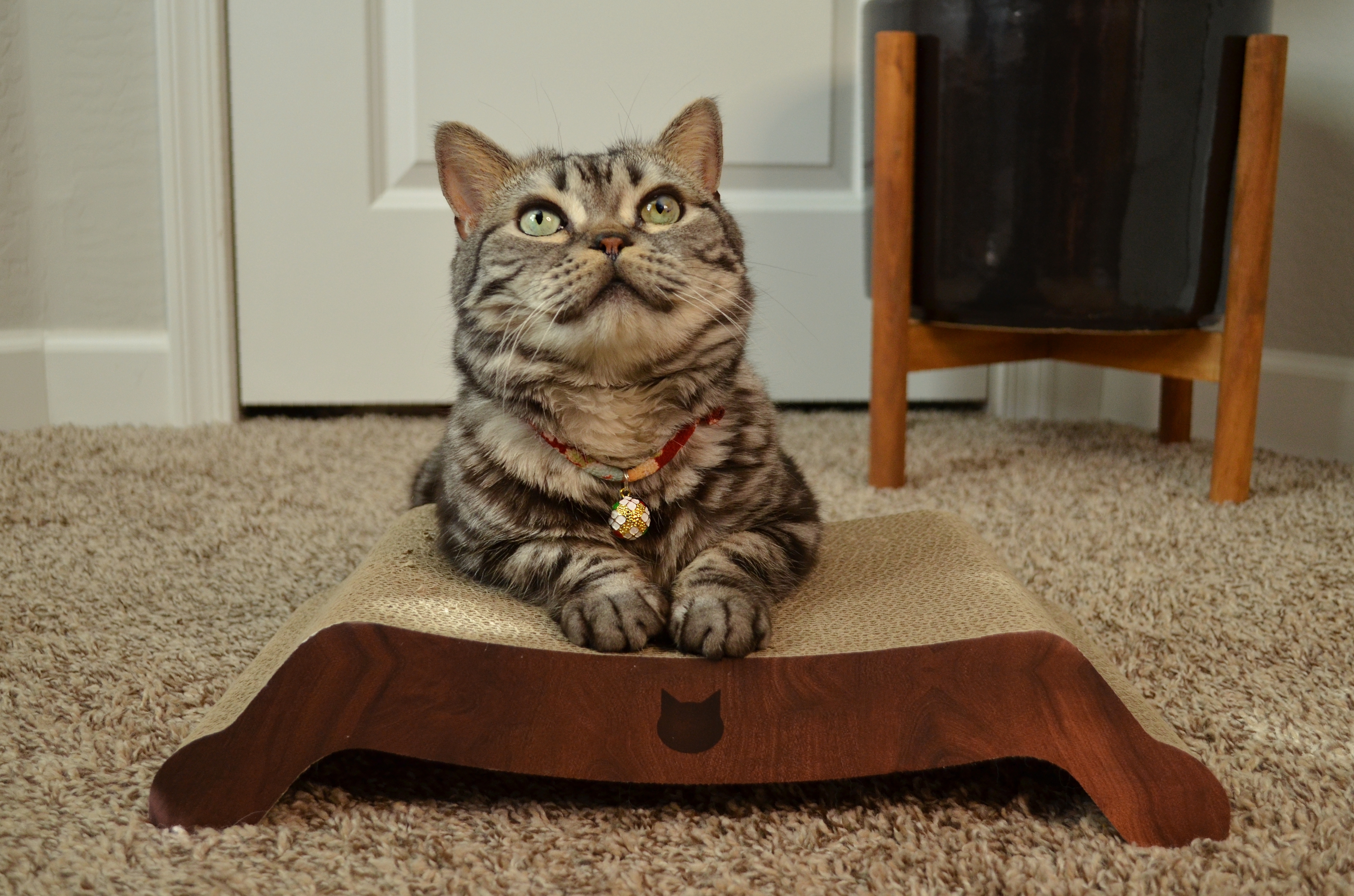 Cozy Cat Scratcher Bowl