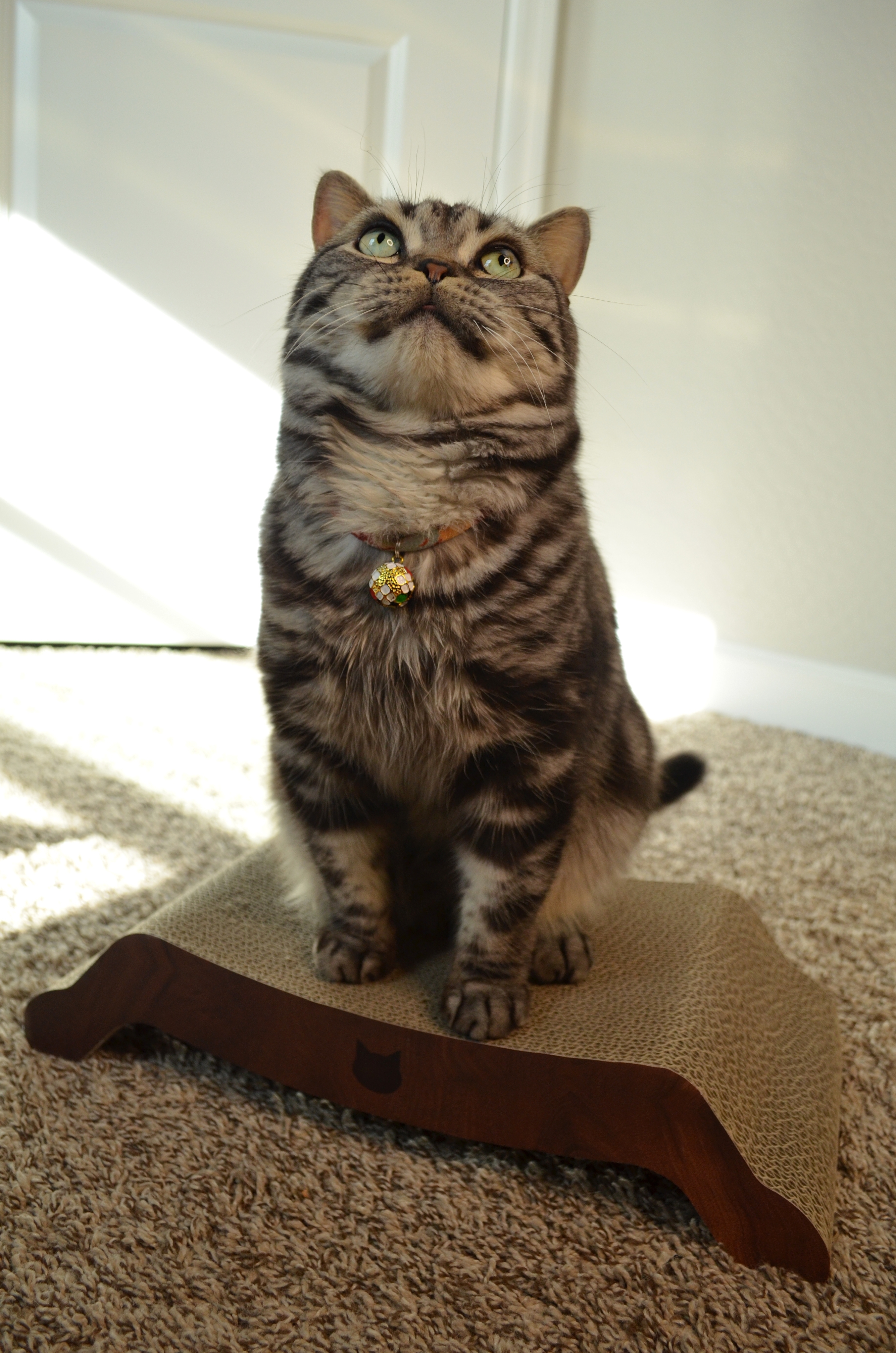 Cozy Cat Scratcher Bowl