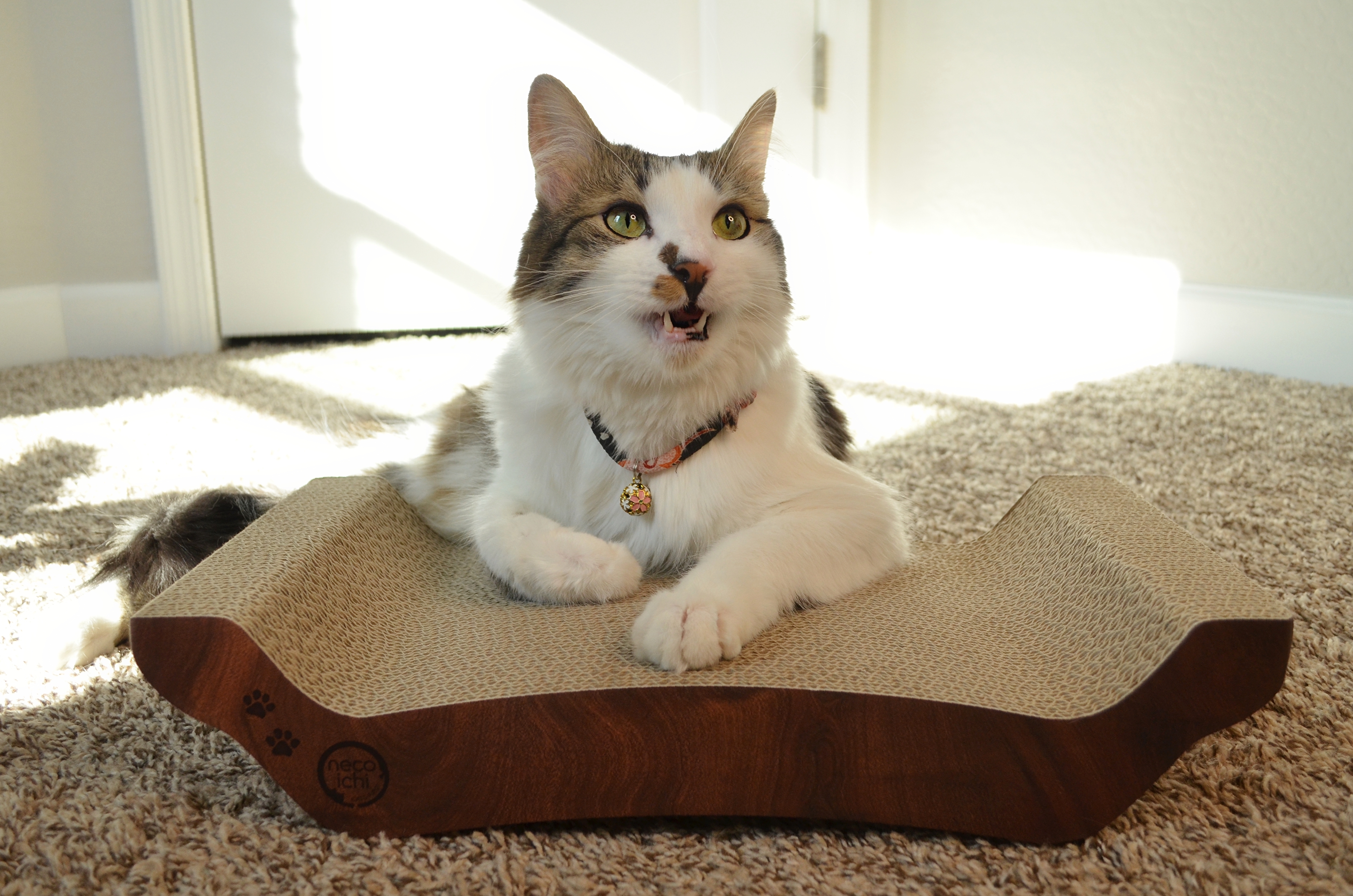 Cozy Cat Scratcher Bowl