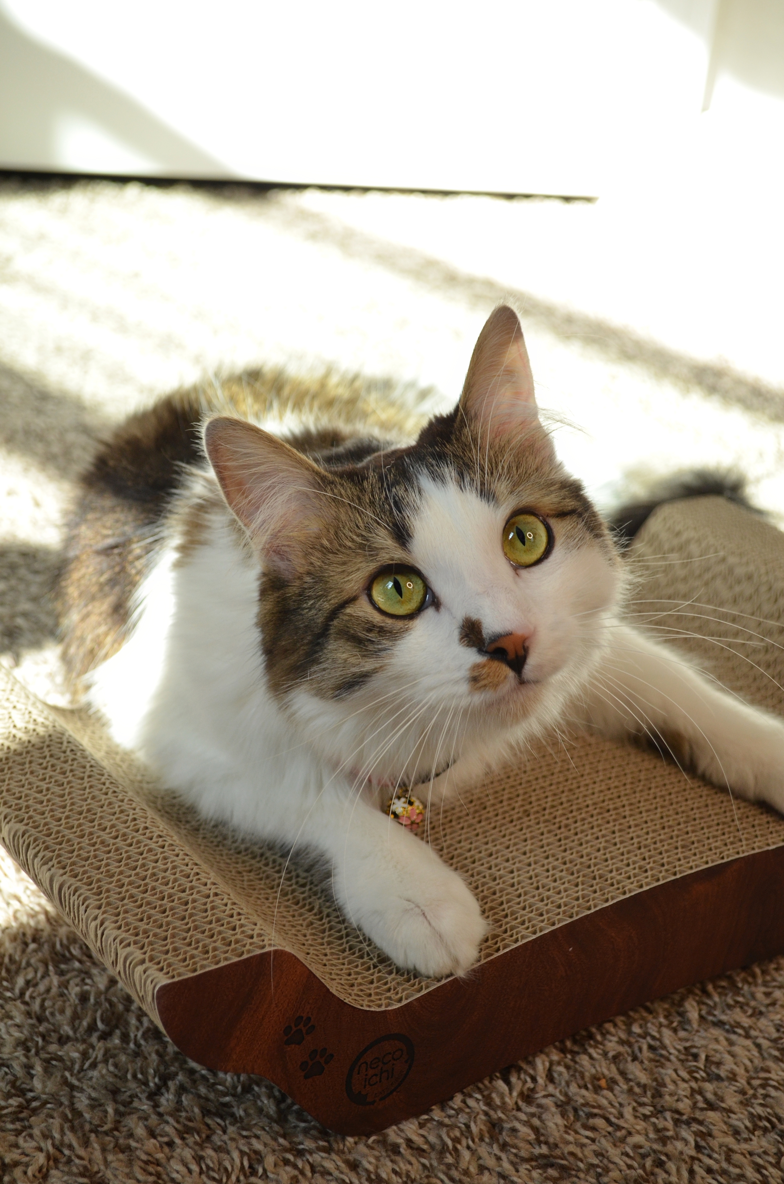 Cozy Cat Scratcher Bowl