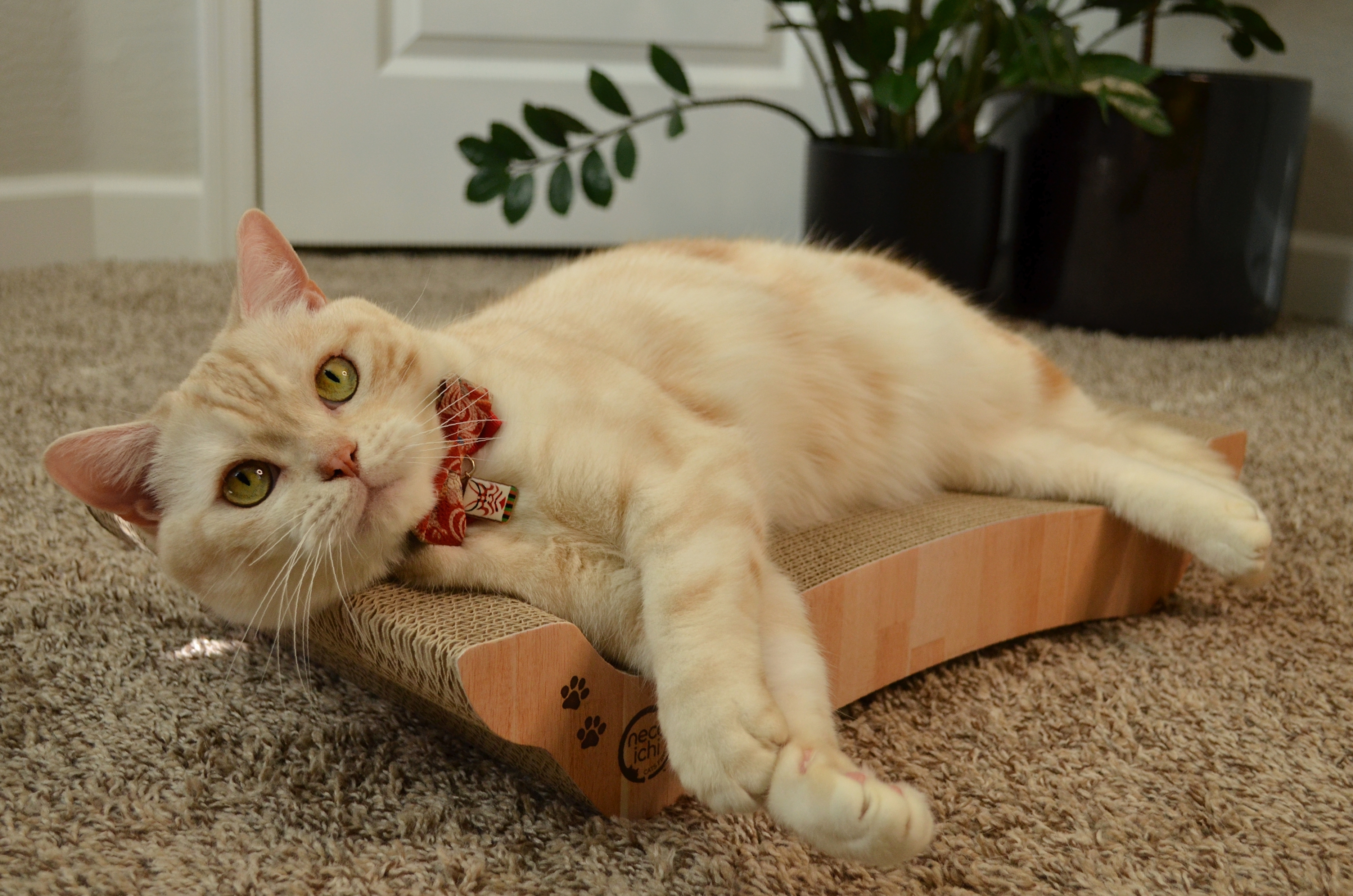 Cozy Cat Scratcher Bowl