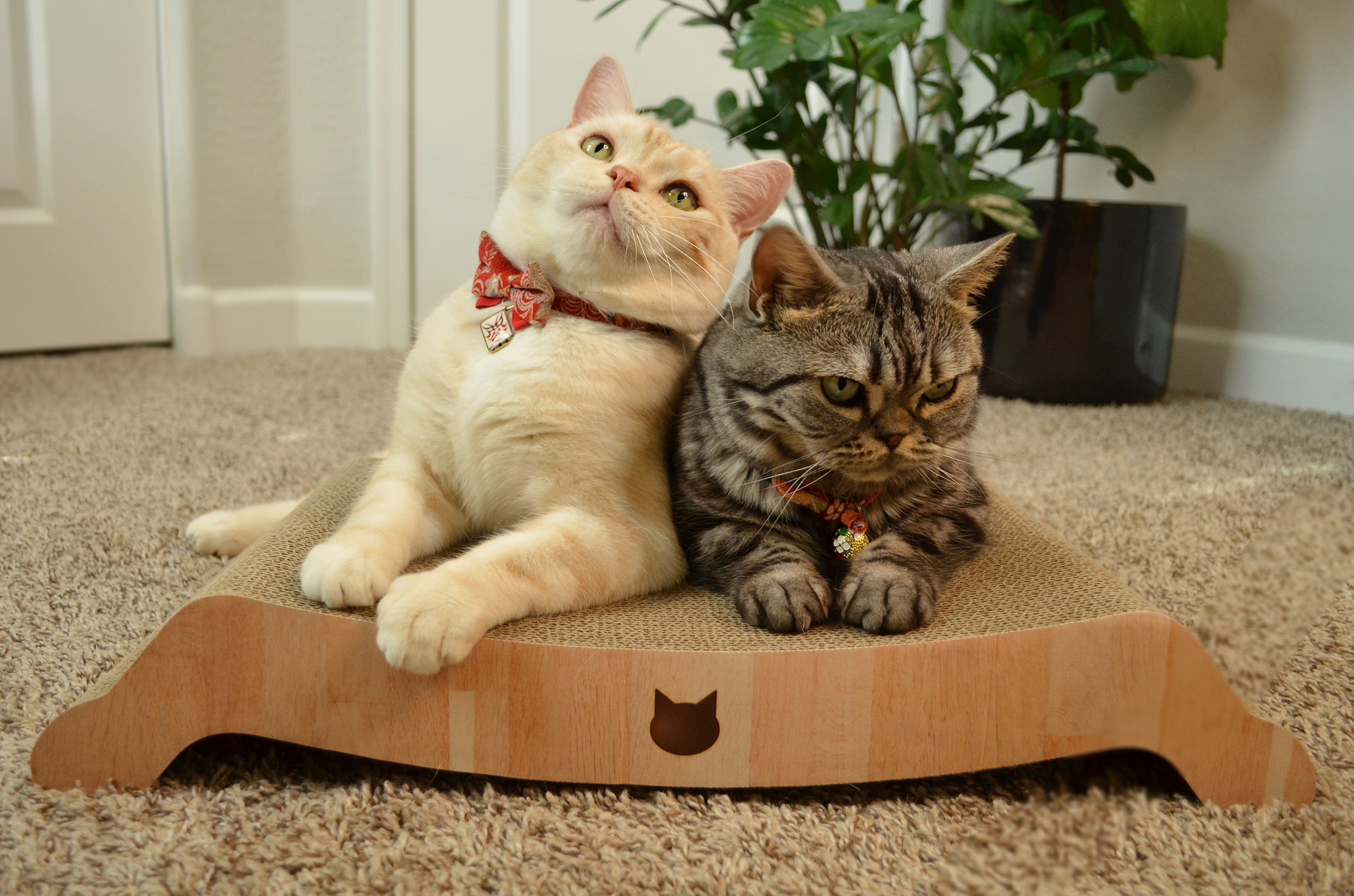 Cozy Cat Scratcher Bowl