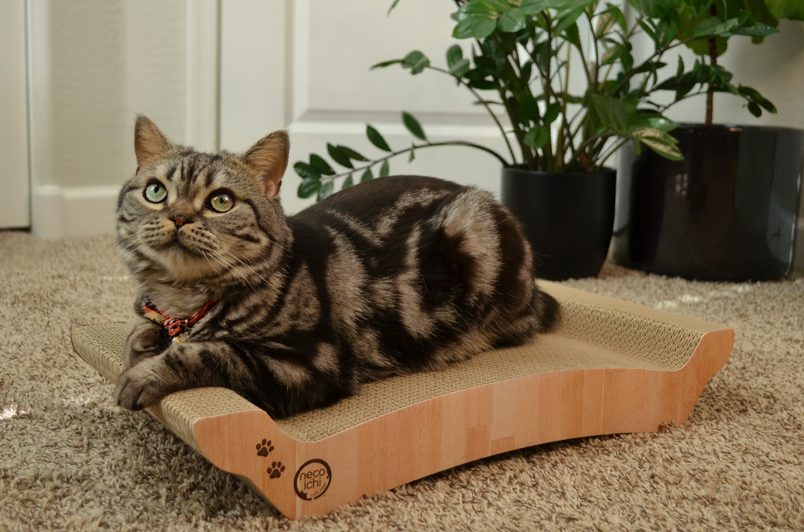 Cozy Cat Scratcher Bowl