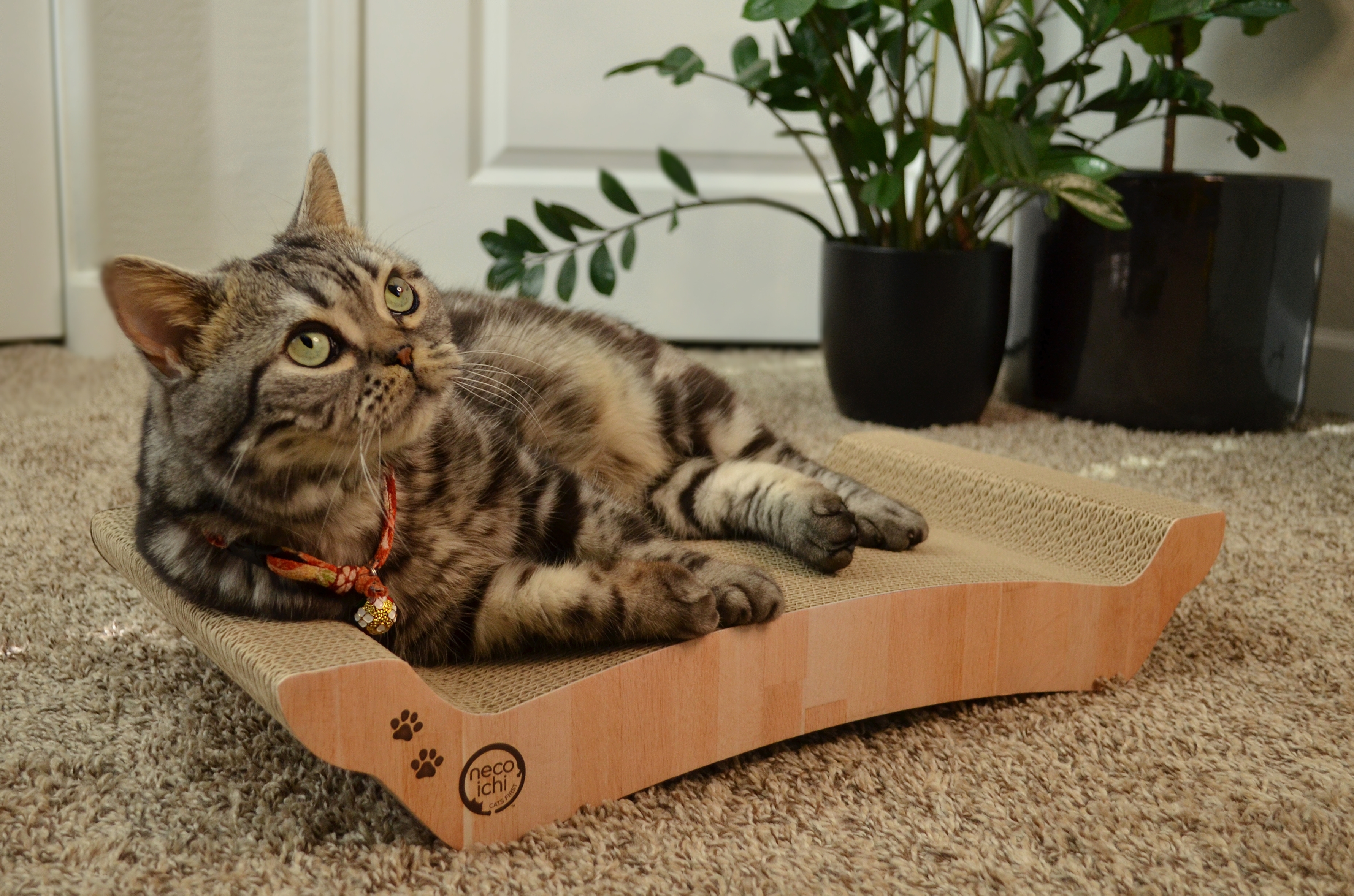 Cozy Cat Scratcher Bowl