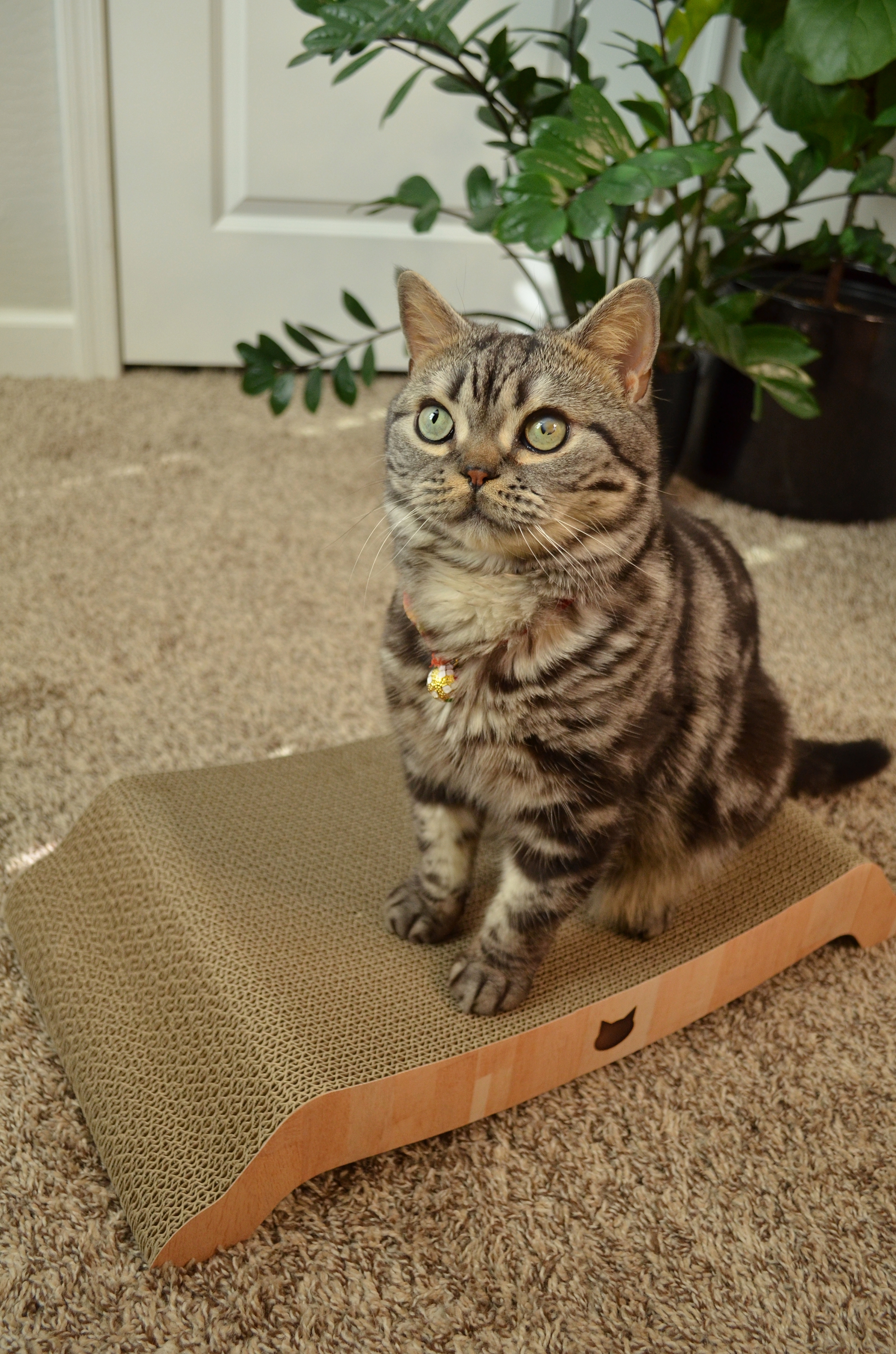 Cozy Cat Scratcher Bowl