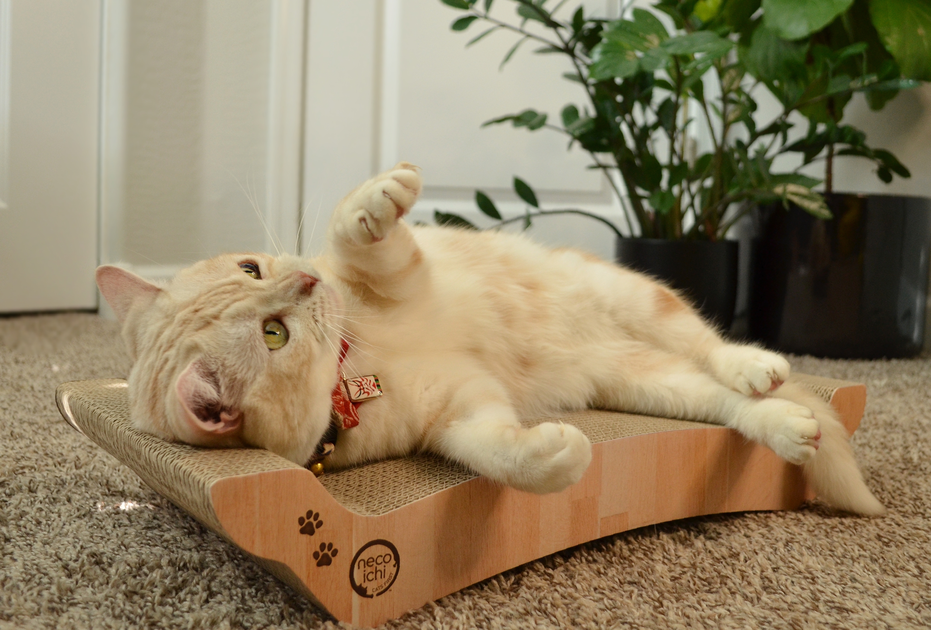 Cozy Cat Scratcher Bowl