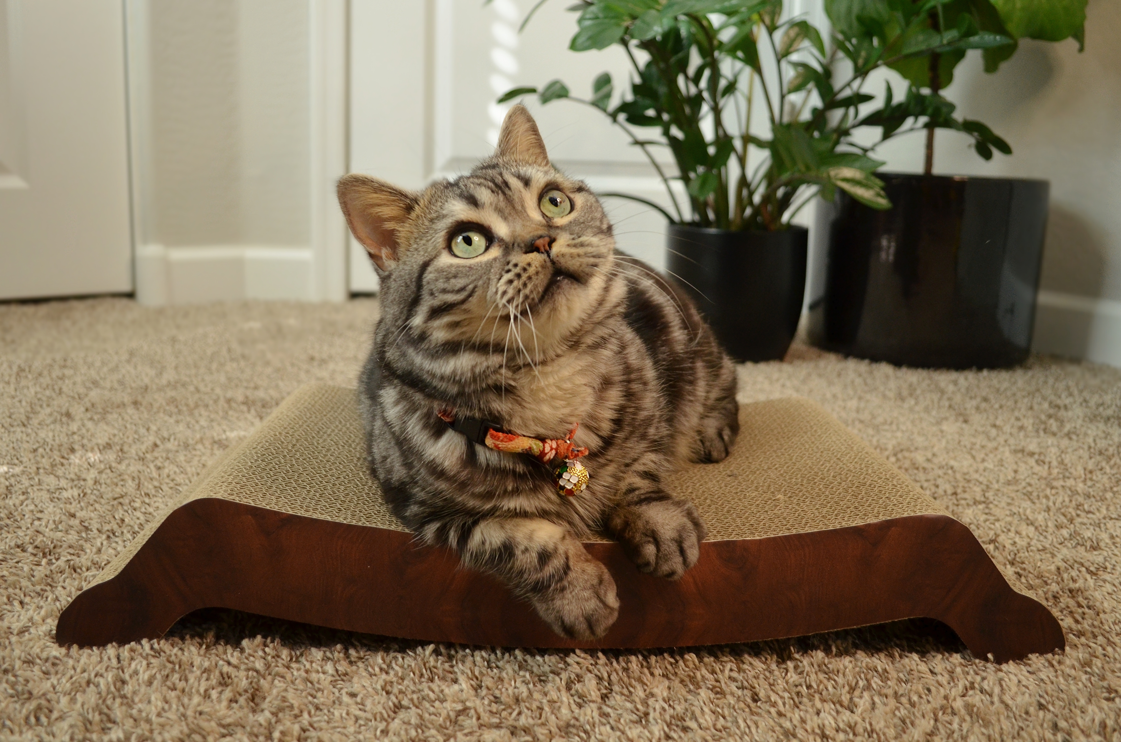 Cozy Cat Scratcher Bowl