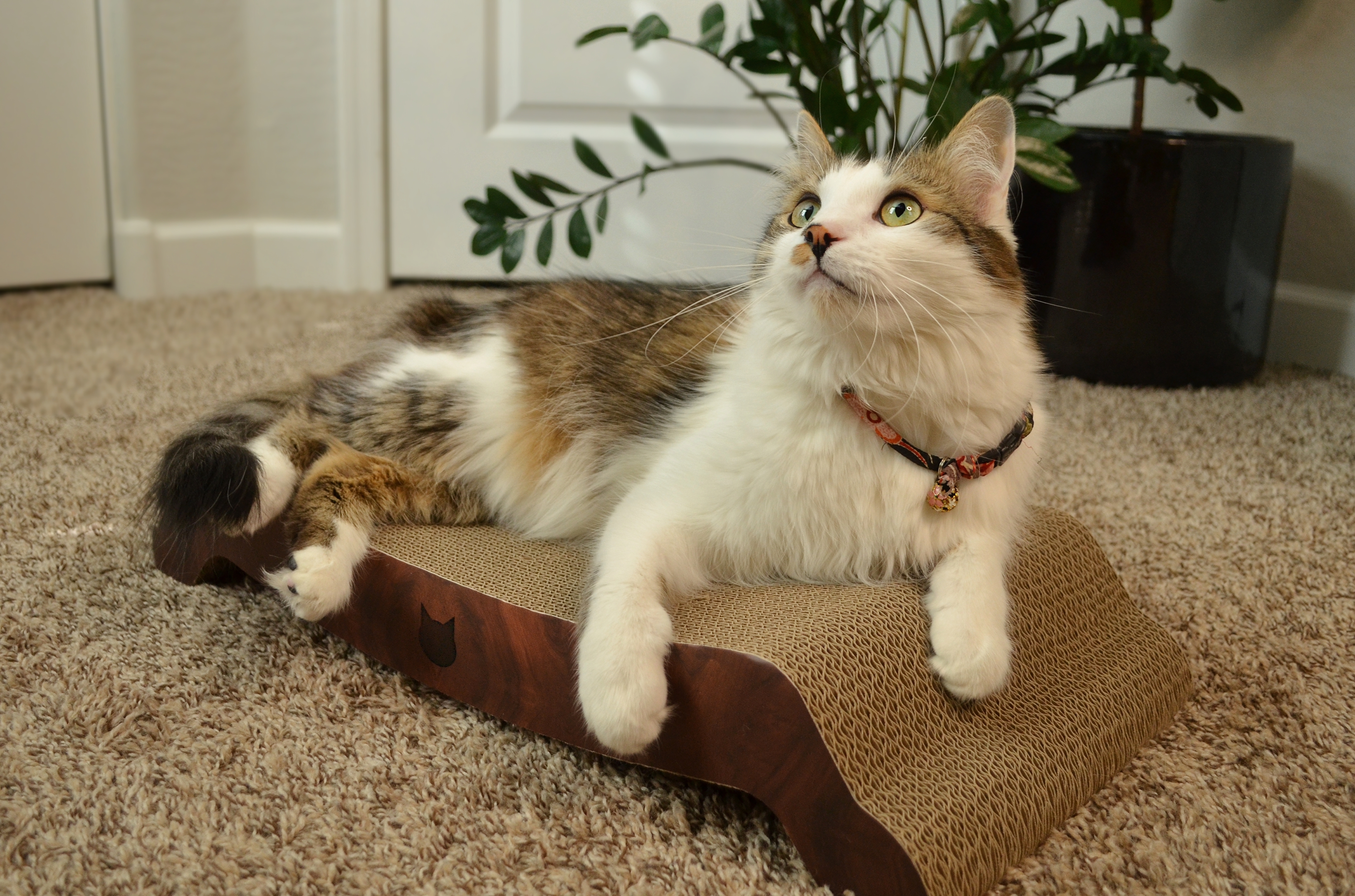 Cozy Cat Scratcher Bowl