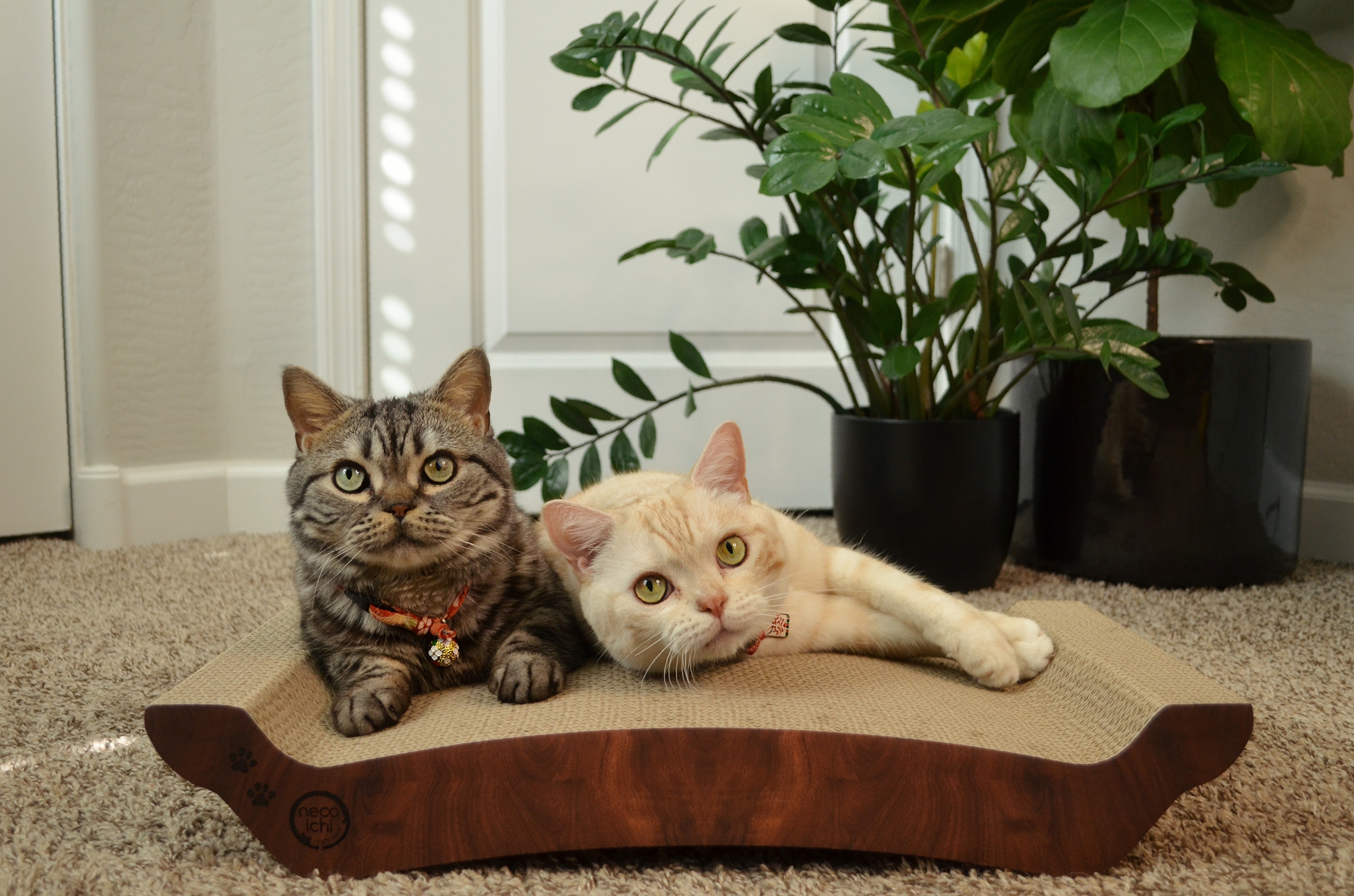 Cozy Cat Scratcher Bowl