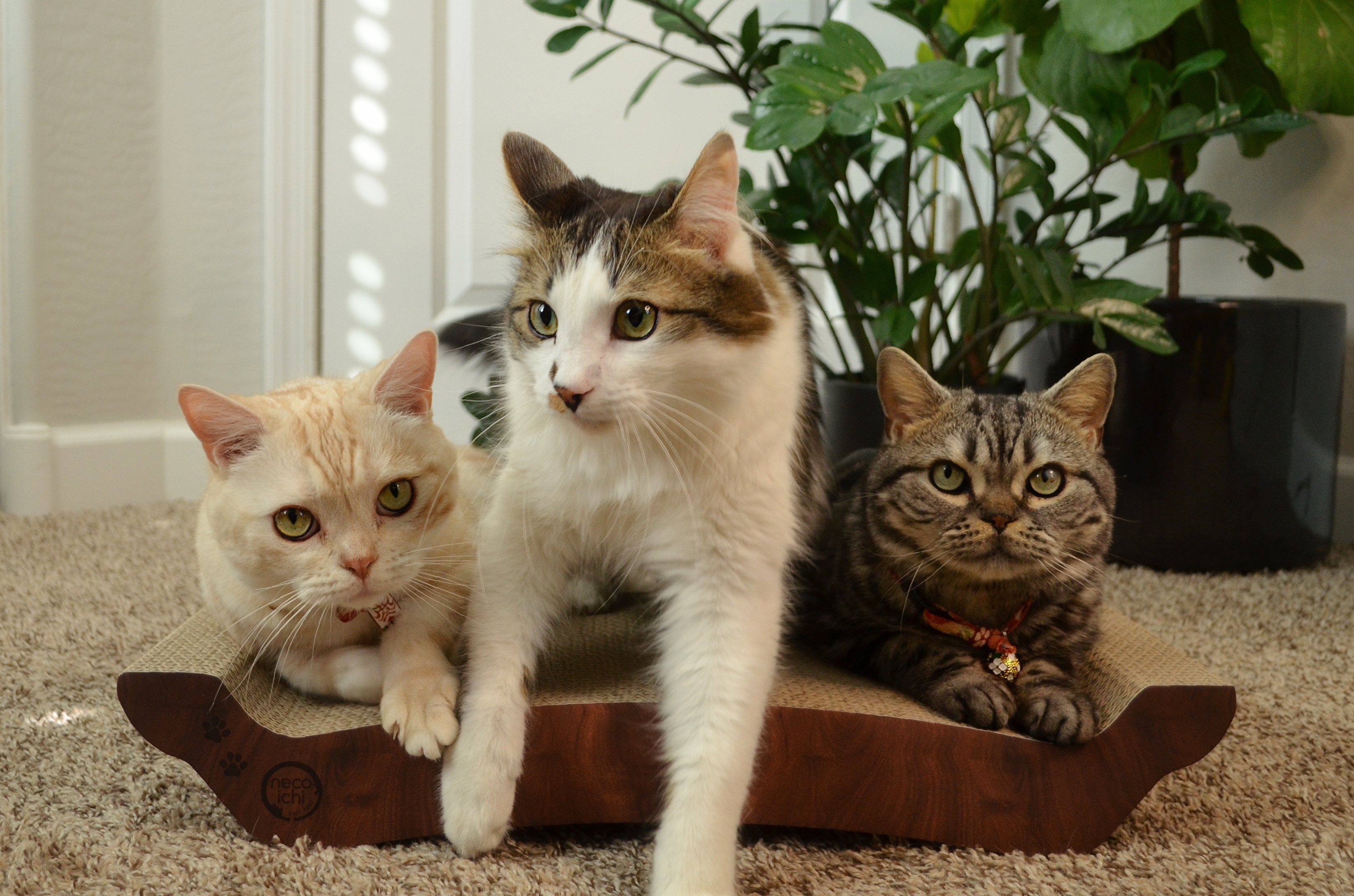 Cozy Cat Scratcher Bowl