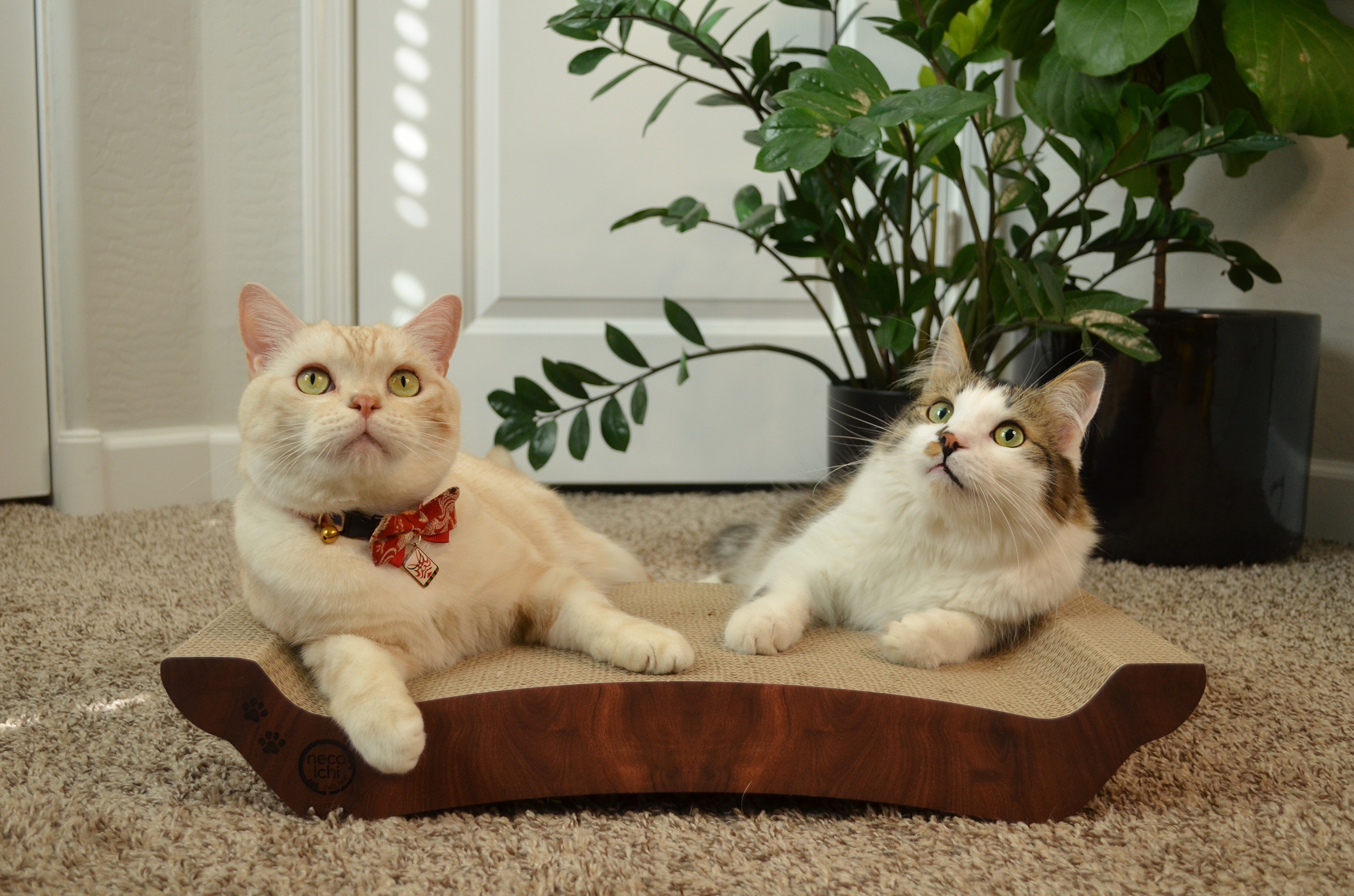 Cozy Cat Scratcher Bowl