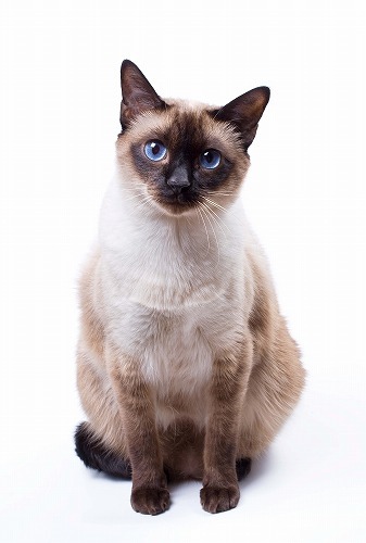 Cat STATS: Siamese