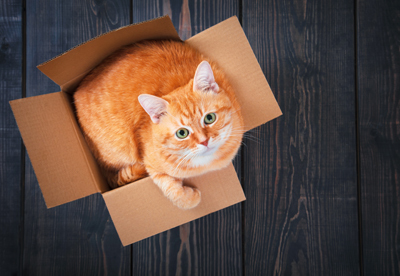 WHY DO CATS LOVE BOXES